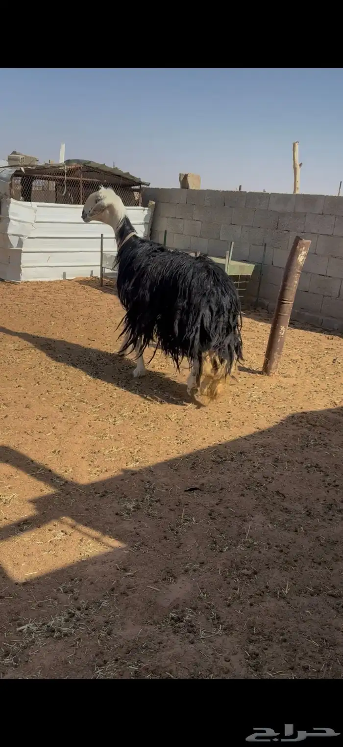 نجديه صنف دافع 2