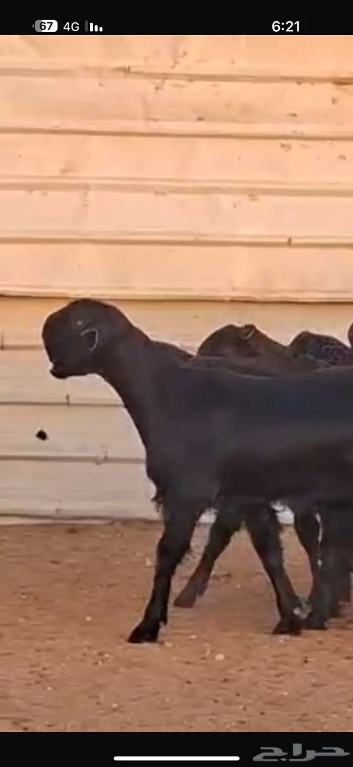 شاميات جذعات 21