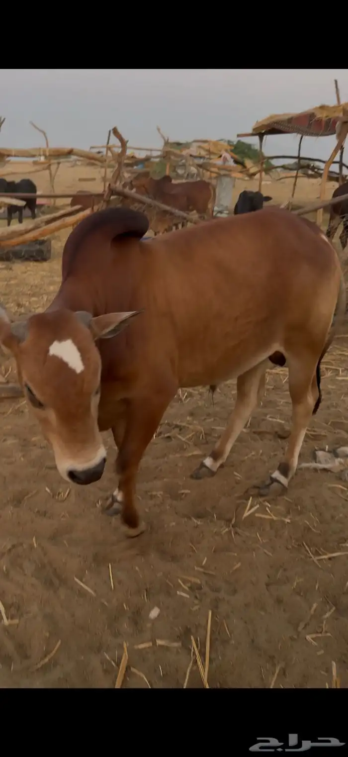 ثيران بلدي 0