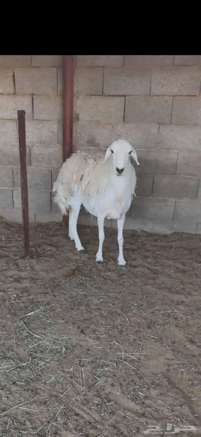 حريه صنف جبره حايل الديس سلام 0