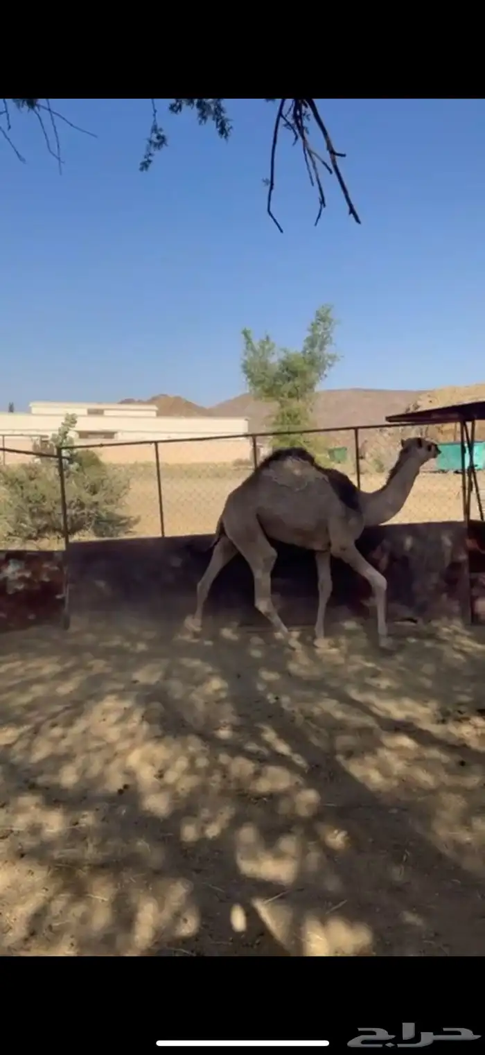 قعود كفو كفو جدا وفل شحم 0