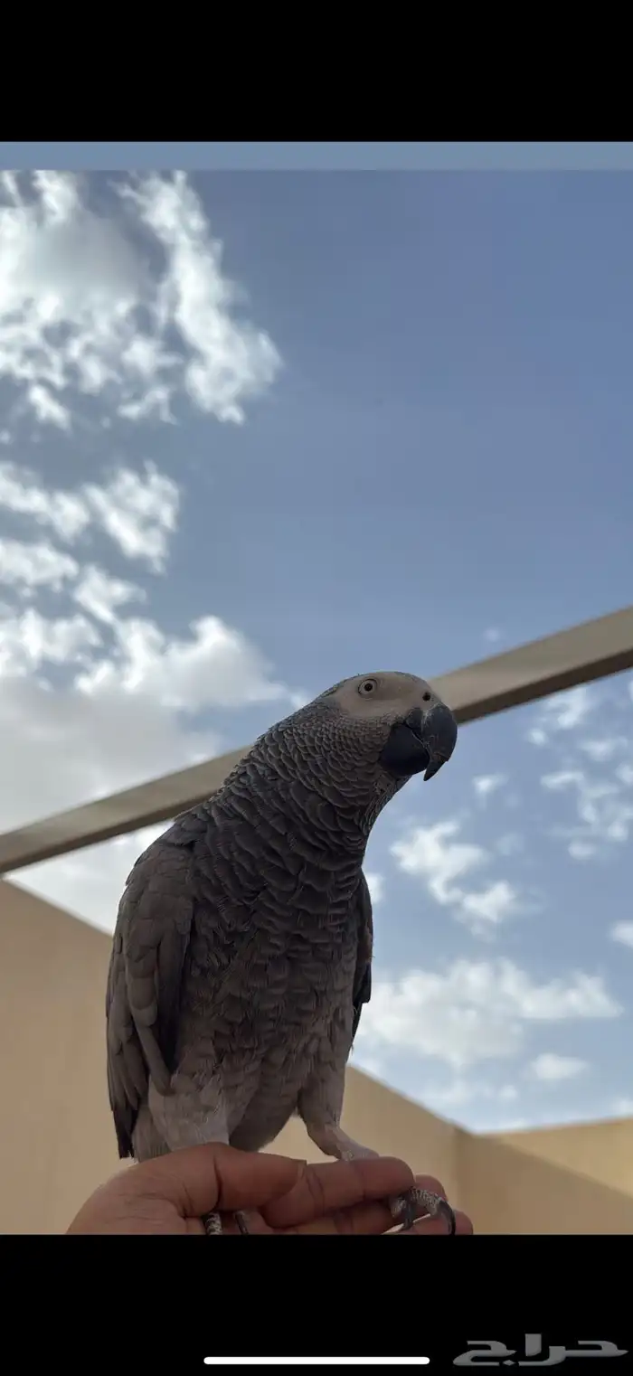 ببغاء كاسكو 0