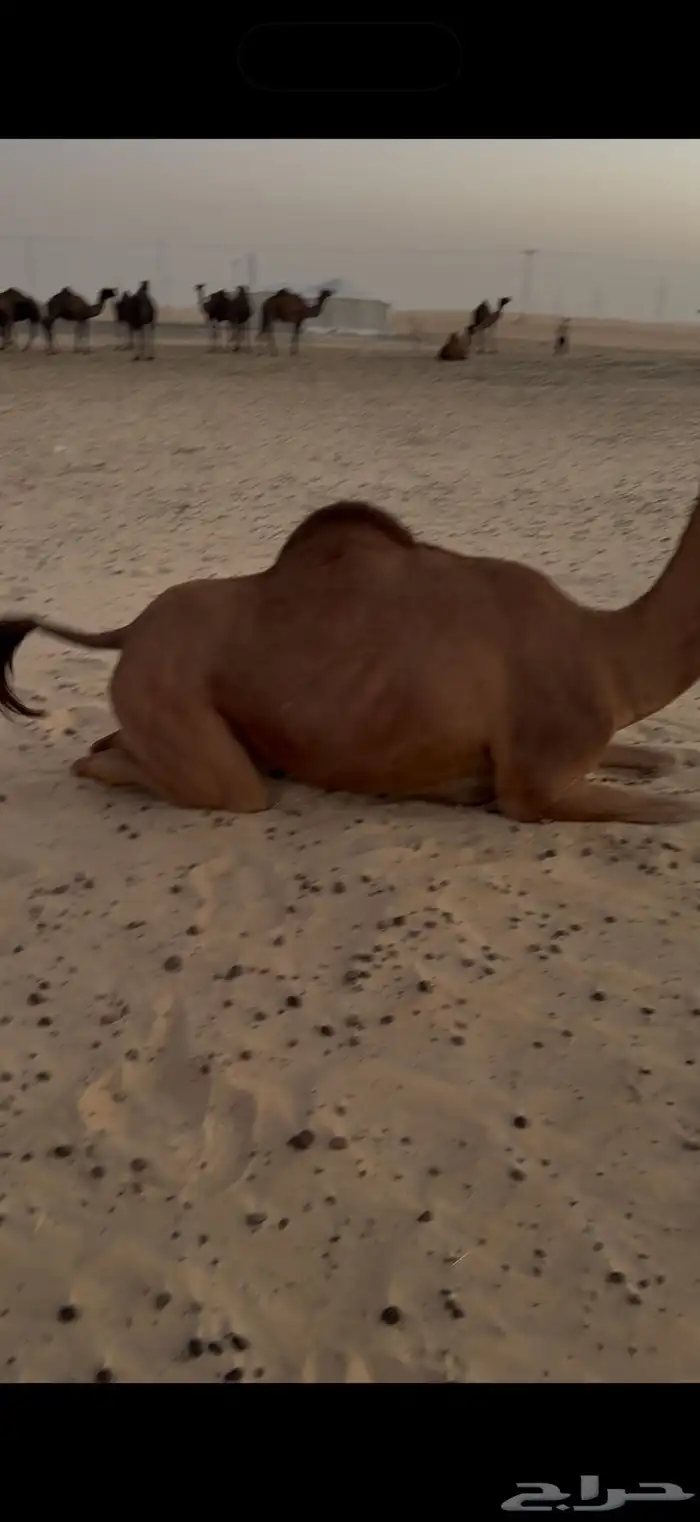 عشرا عاد ديدها فيه لبن وقليصه ل الفرديات وكانت ركبيه 2