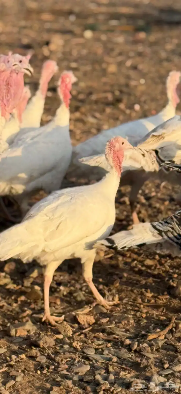 رومي بياض اللون ابيض للبيع 1