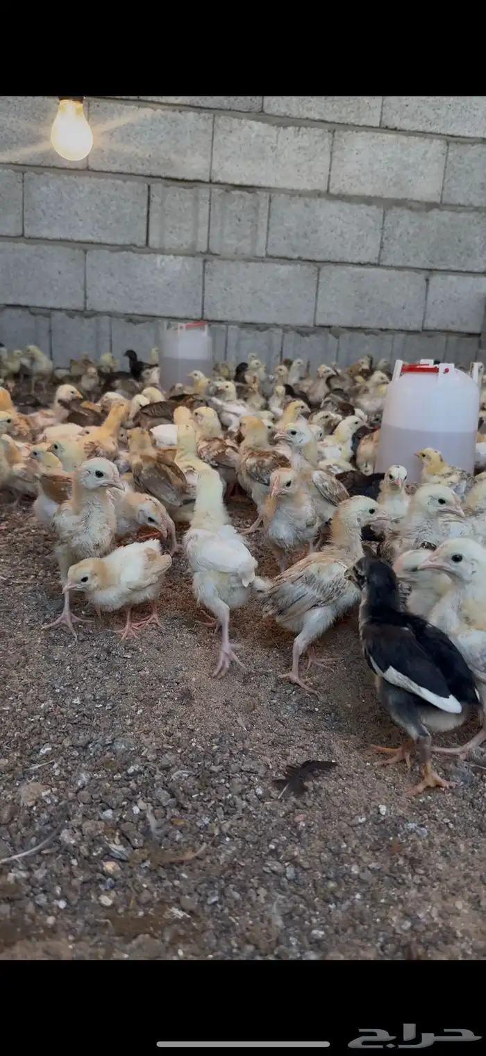 صيصان بلدي 1