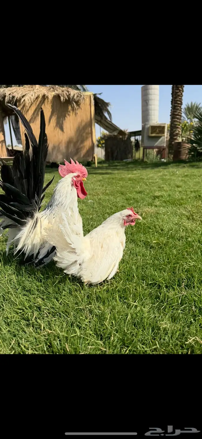 دجاج زينه جبنيز 5