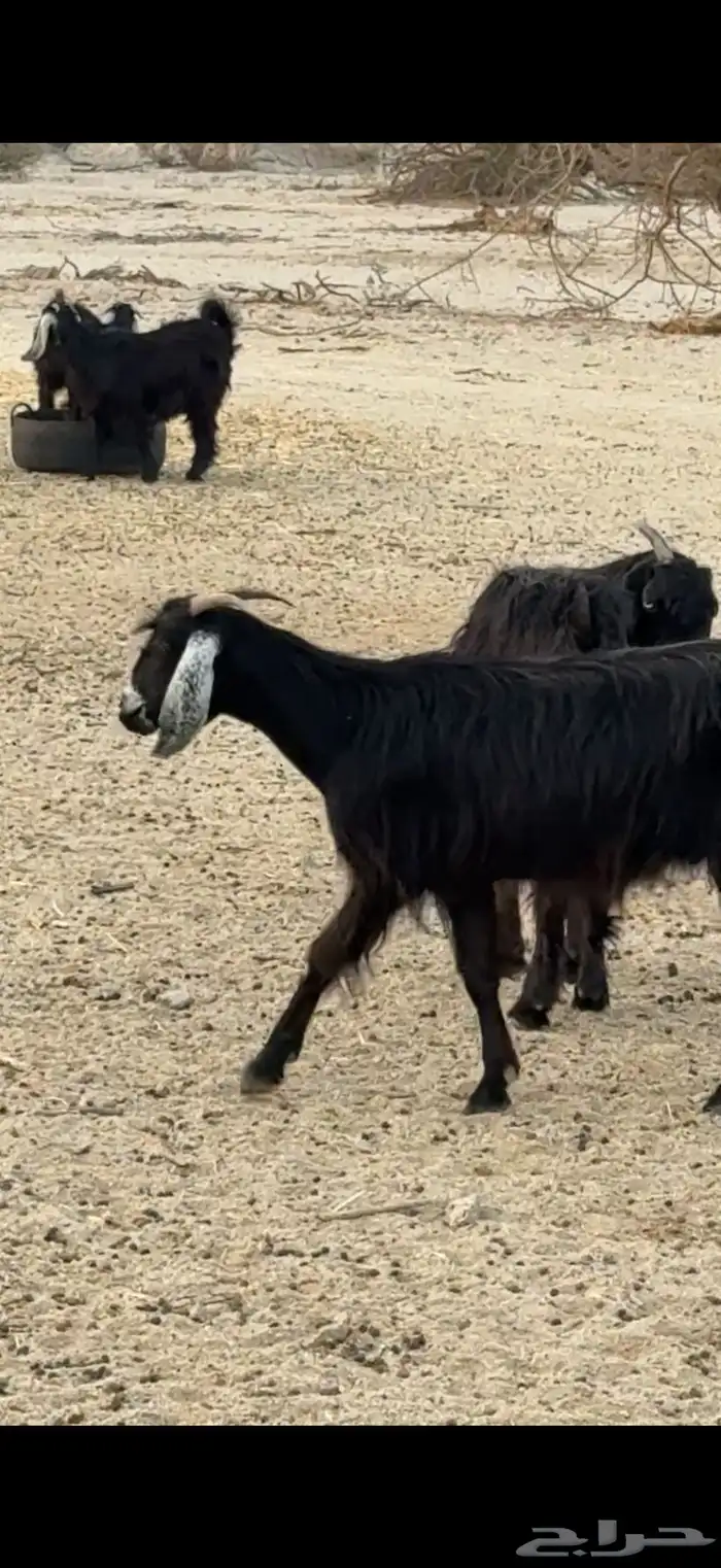 معزا عوارض 9