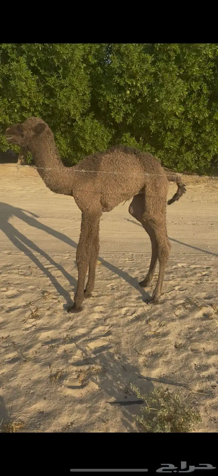 قعود ضيار اصفر 2