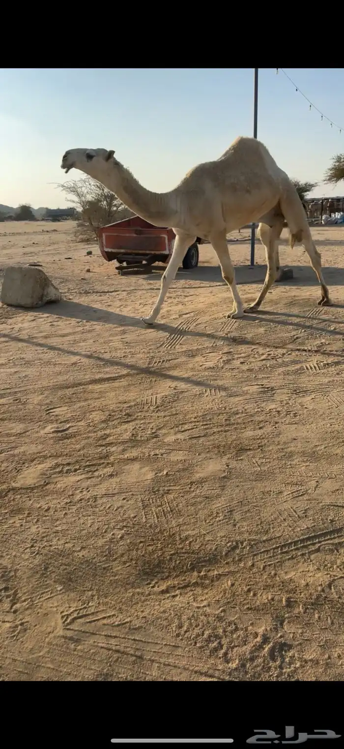 للبيع قعود حق اوضح 3