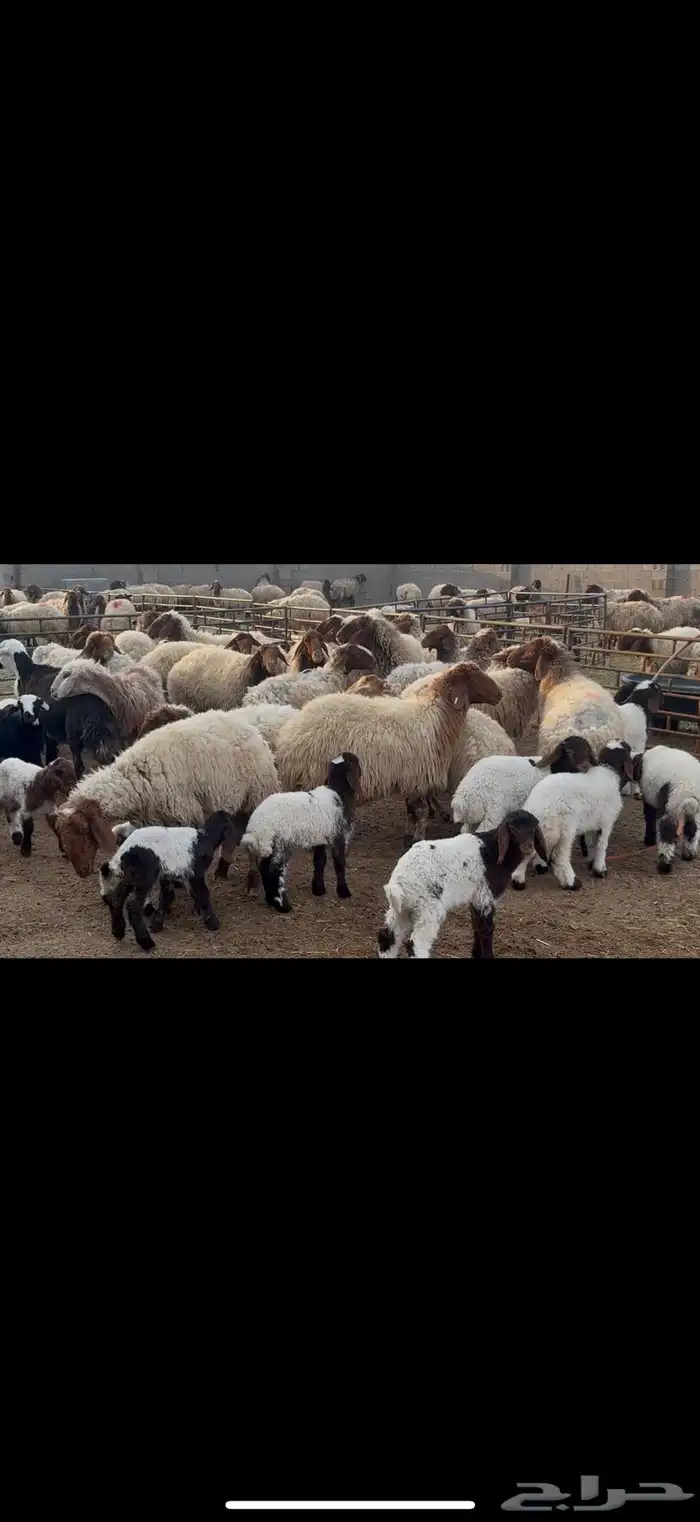 غنم نعيم مطافيل 2