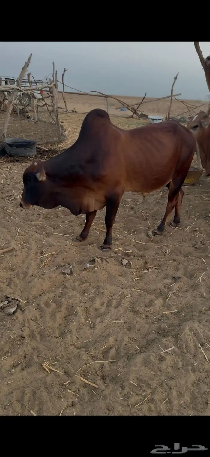 ثيران بلدي 2