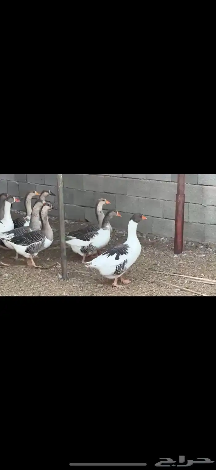 وز هجين عراقي مع وز بلدي 0