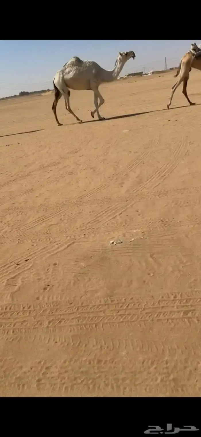 لقحات طيبه وسعرها مناسب 2