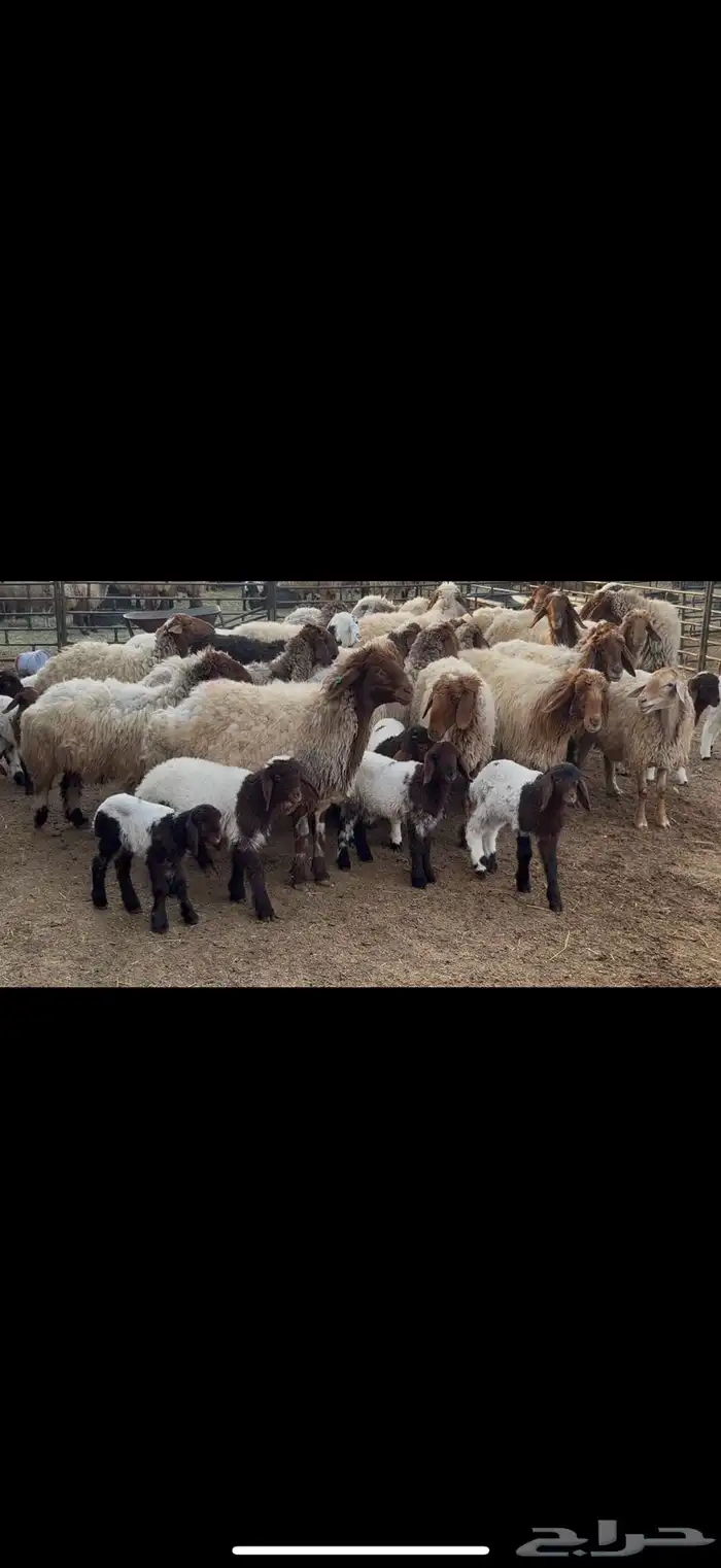 غنم نعيم مطافيل 1