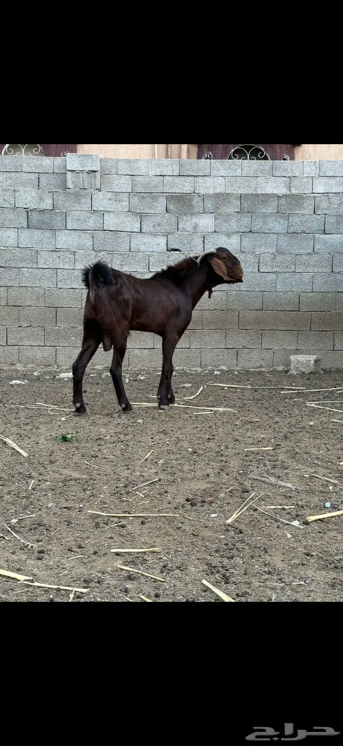 تيس فحل هجين 0