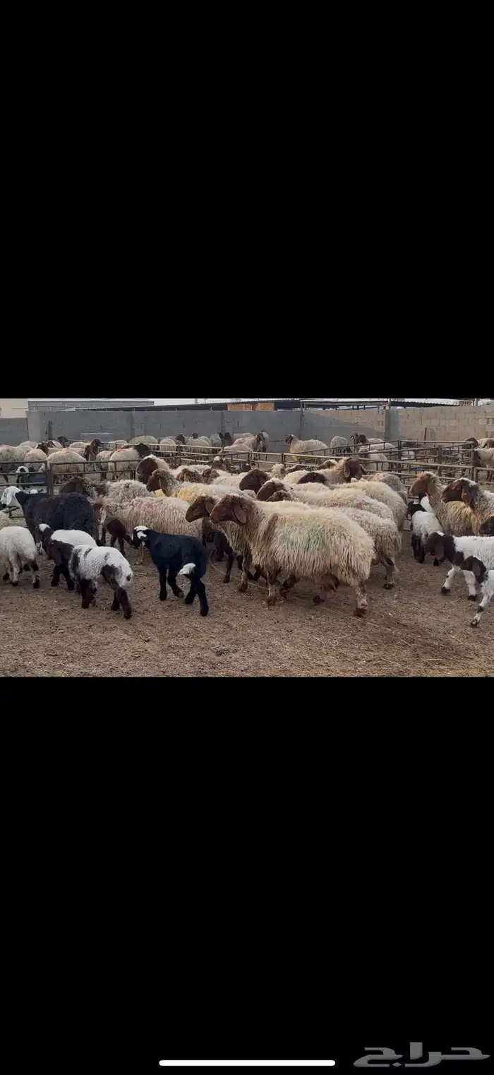 غنم نعيم مطافيل 3