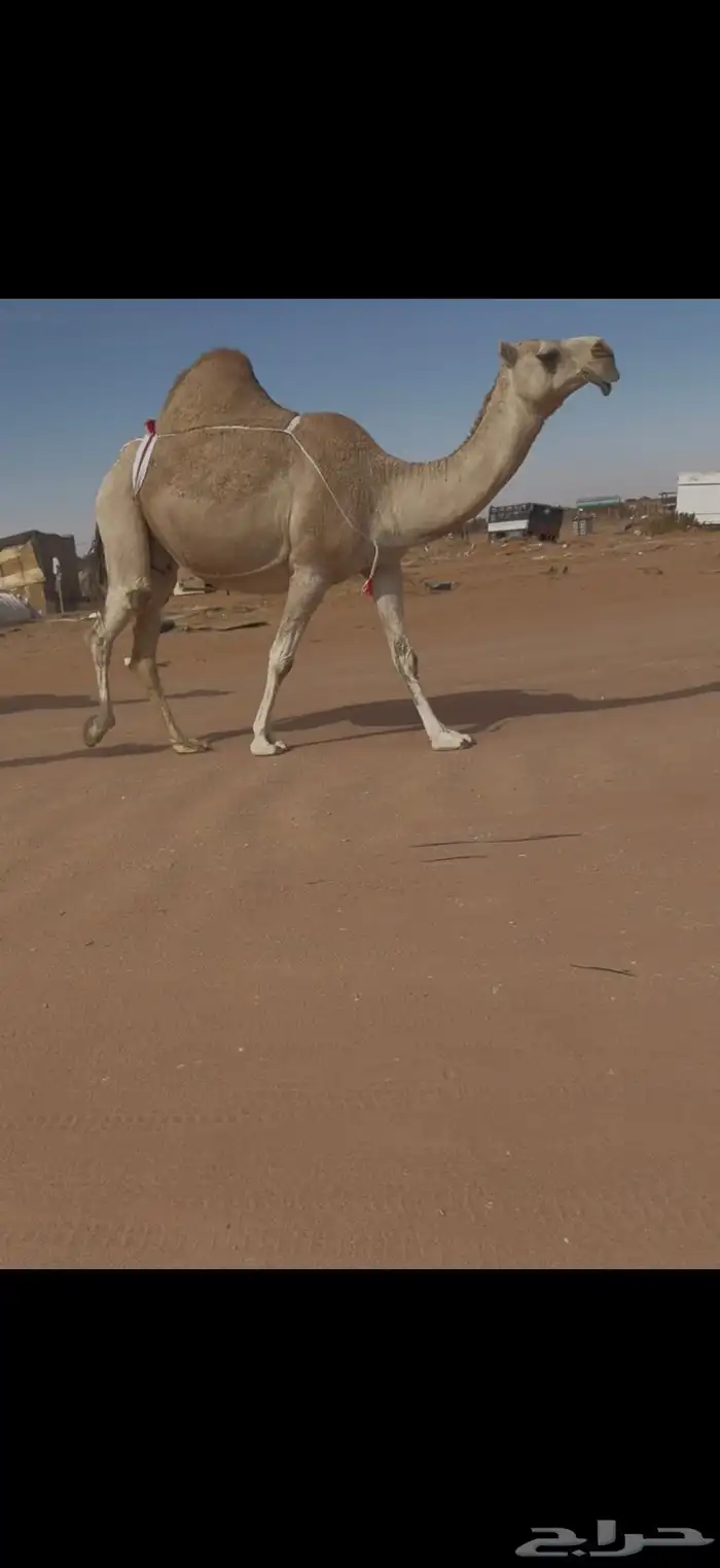 ضريبه شقحا 1