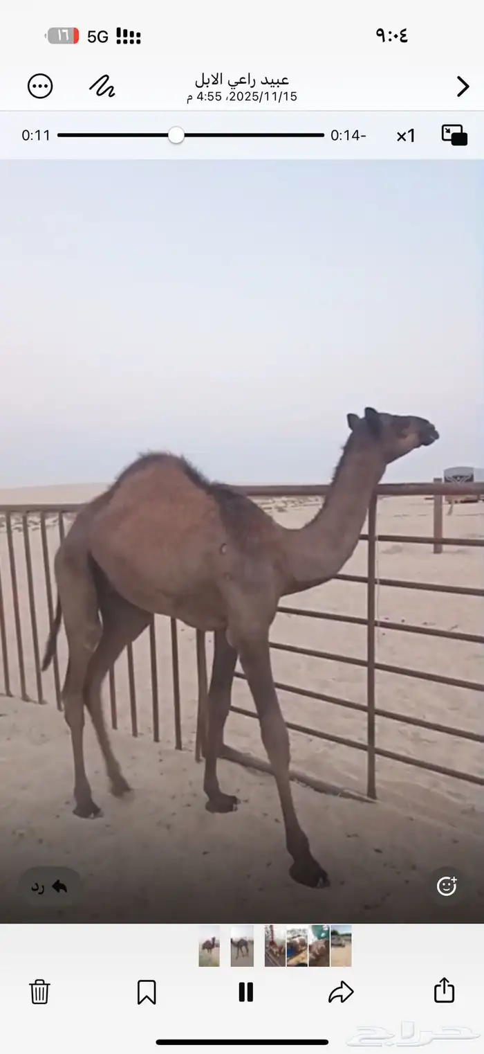 قعدان للبيع 3