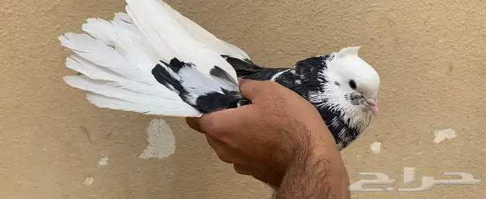 حمام قطايف جوز 7