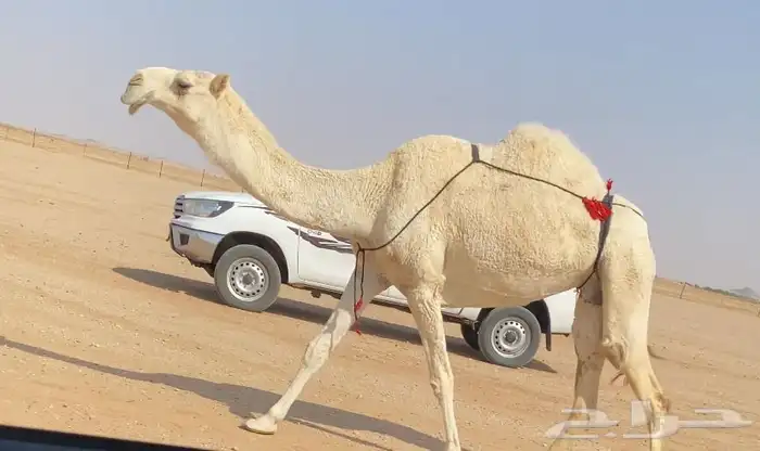 خفوت ثنو رمانيه 0