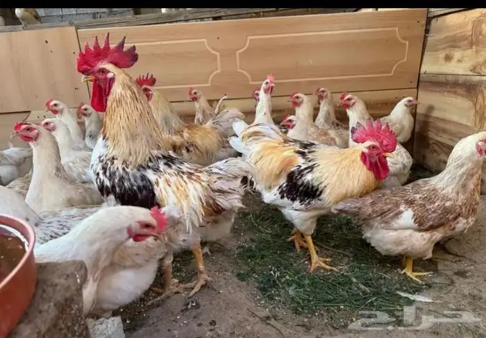 بيض لوهمان بروان الماني 1