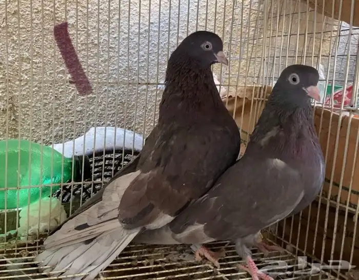 حمام قطايف حمر شي طيب 3