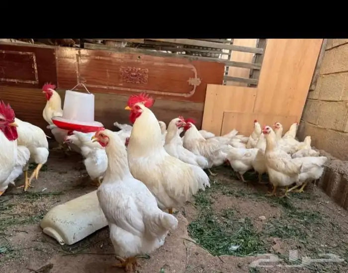 بيض لوهمان بروان الماني 2