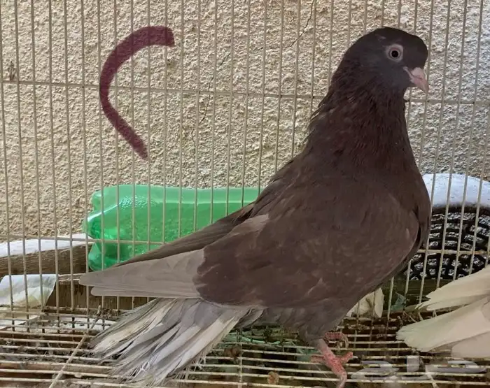 حمام قطايف حمر شي طيب 9