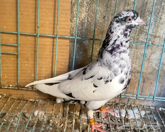 حمام قطايف جوز 9