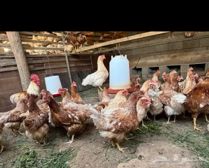 بيض لوهمان بروان الماني 3