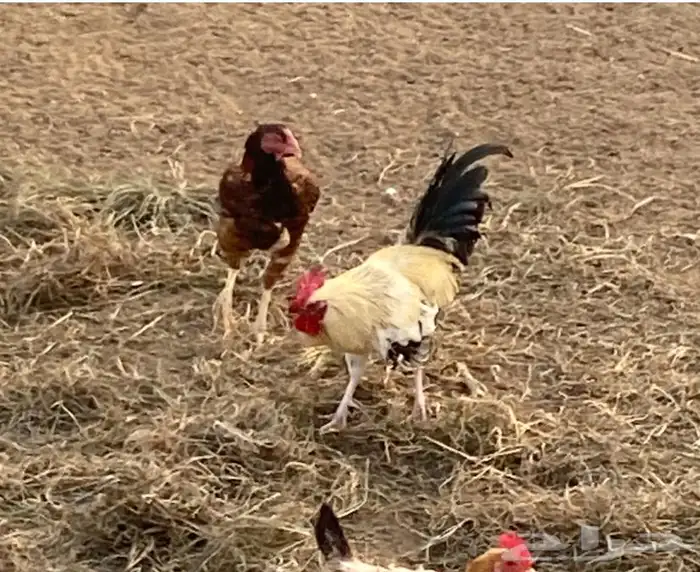 دجاجه باكستانيه حضانه وبياضه 2