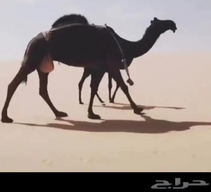 مطلوب سواق وايت وتريله 0