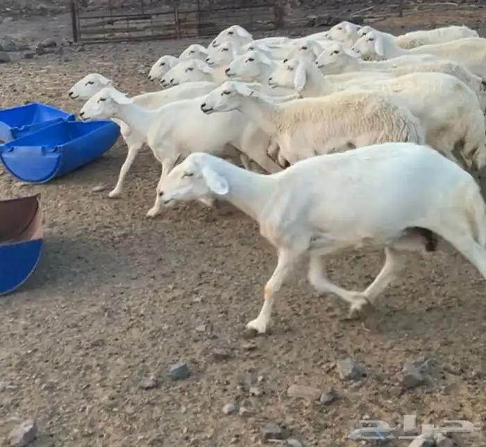 ضان حرية غنم سرحة 0