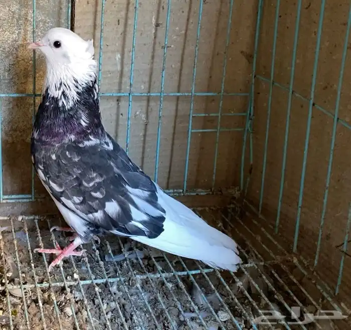 حمام قطايف جوز 14