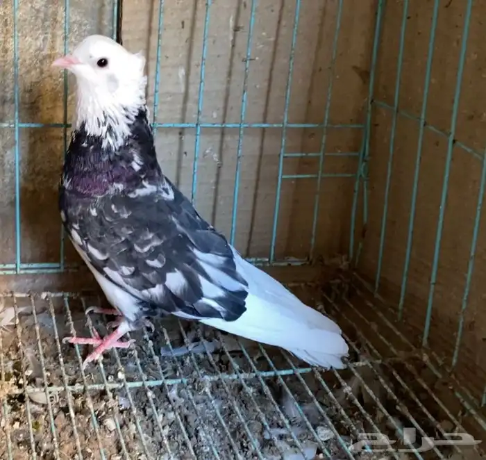 حمام قطايف جوز 15