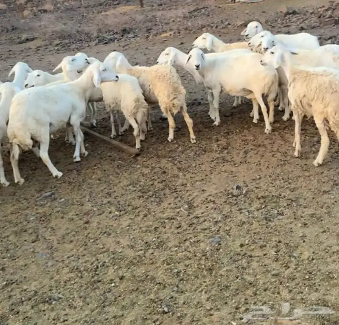 ضان حرية غنم سرحة 3