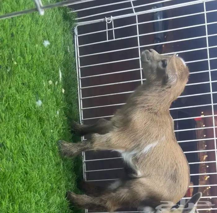 للبيع ماعز قزمي تشيكي 1