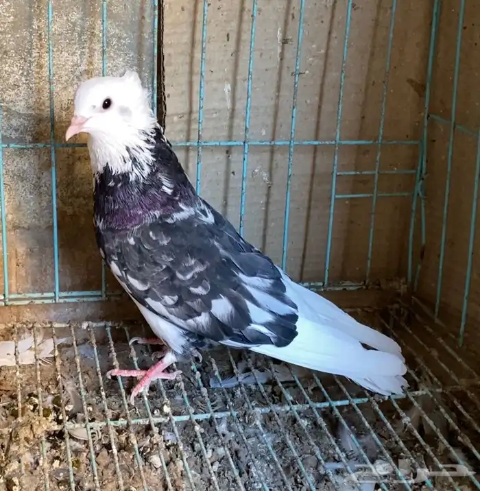 حمام قطايف جوز 13