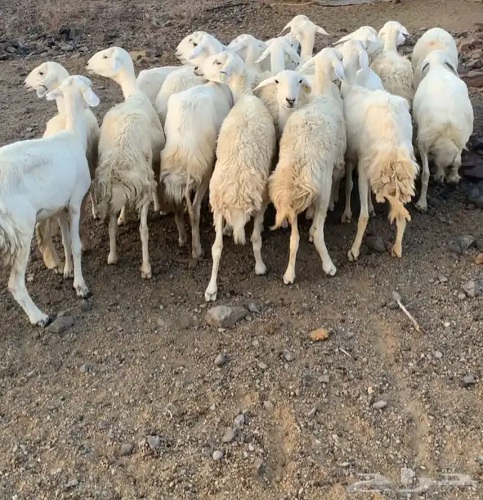 ضان حرية غنم سرحة 4