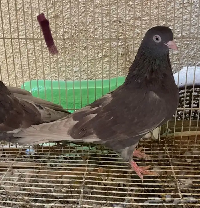 حمام قطايف حمر شي طيب 0