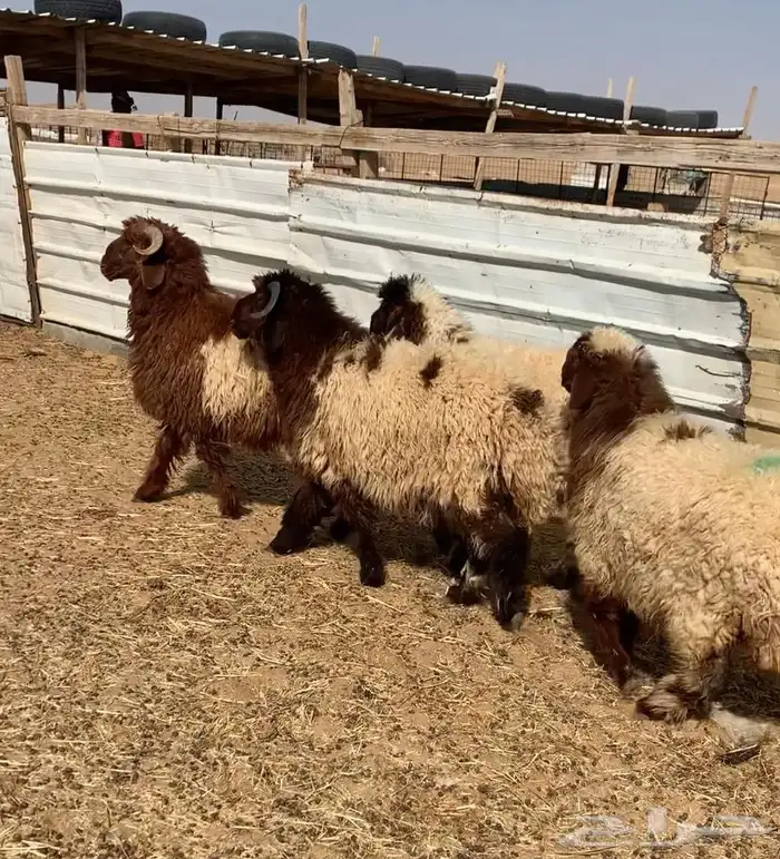 خرفان ورخال نعيم 0