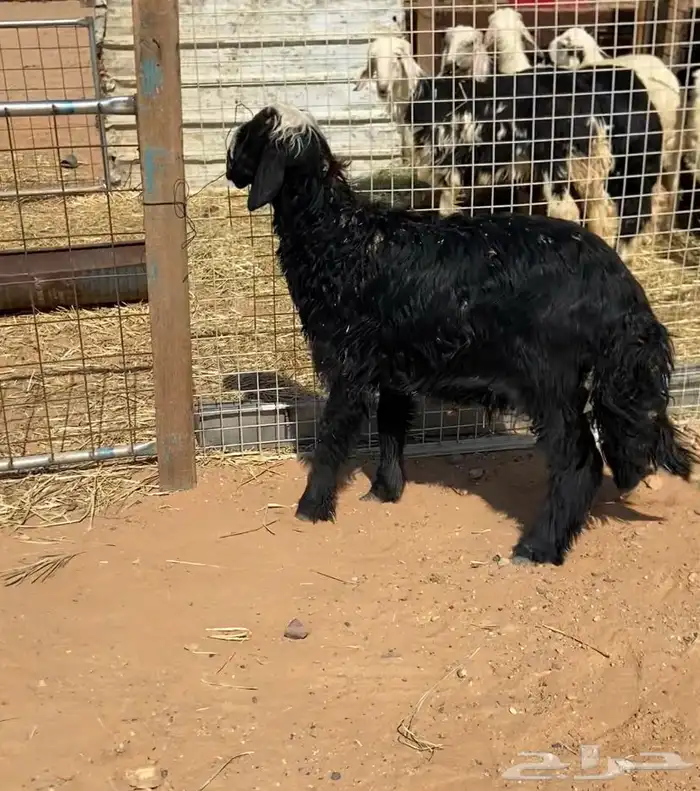 طلي نجدي ذبيحه 0