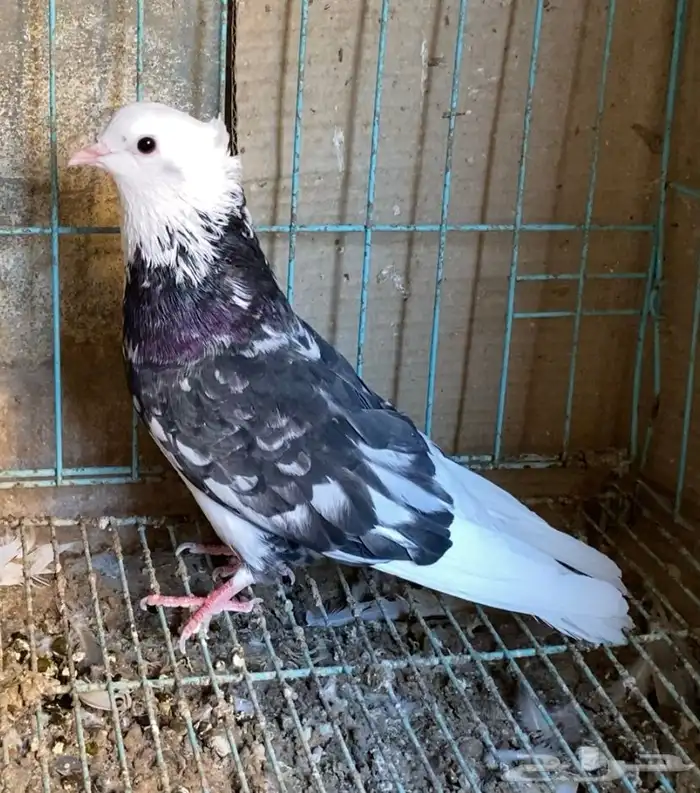 حمام قطايف جوز 12