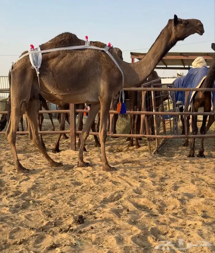 للبيع ضروبه نادره السن رباع بكر في ديدها 0