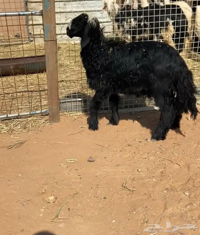 طلي نجدي ذبيحه 1