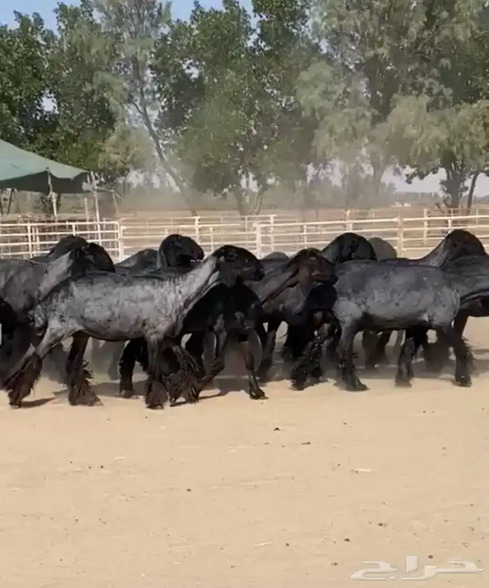 غنم عرب شهب وطيبه واغلبها مضاريع 2