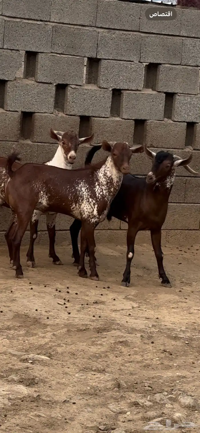 تيس فحل اوشح ادهم ادبس 0