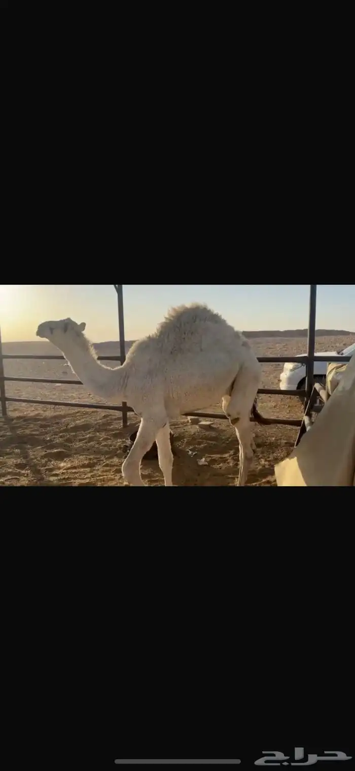 حاشي للبيع 0