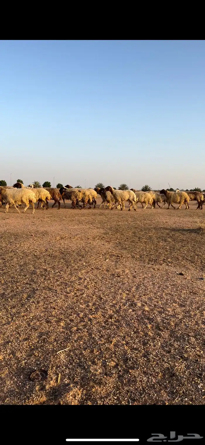 نعيم مقاني 4