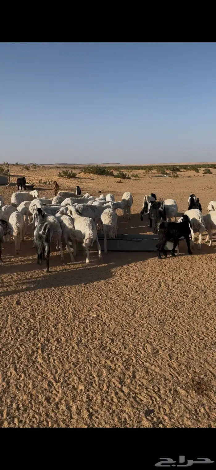 غنم حري للبيع ماعز وضأن فيه دفيع العدد حول 40 2